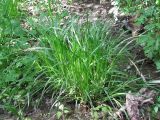 Carex spicata. Плодоносящее растение. Украина, г. Запорожье, пос. Солнечный, балка, влажная низина. 21.05.2011.