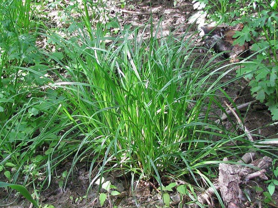 Image of Carex spicata specimen.