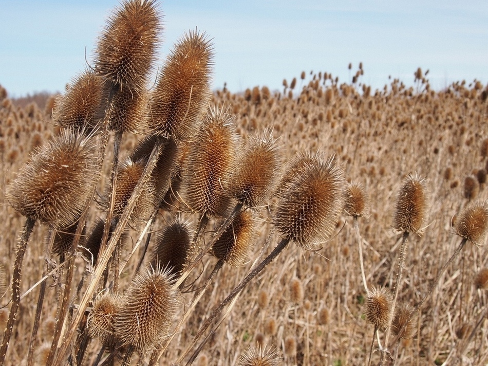 Image of genus Dipsacus specimen.