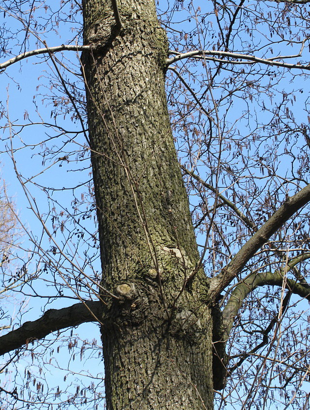 Изображение особи Alnus glutinosa.