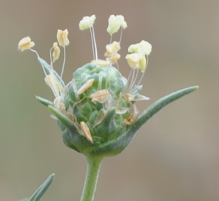 Image of Plantago arenaria specimen.