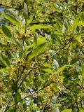 Sassafras albidum. Цветущая ветвь. Германия, г. Krefeld, Ботанический сад. 11.05.2013.