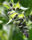 Salvia pratensis. Развивающееся соцветие. Германия, г. Krefeld, Ботанический сад. 02.06.2013.