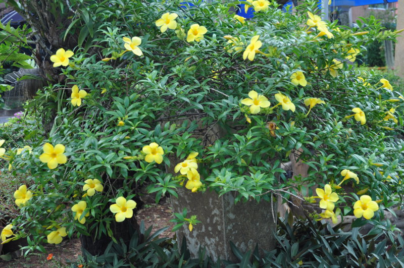 Image of Allamanda hendersonii specimen.