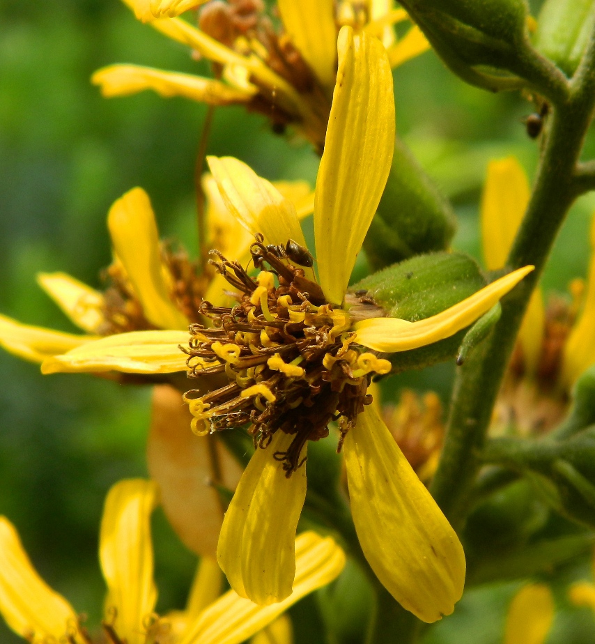 Изображение особи Ligularia sibirica.