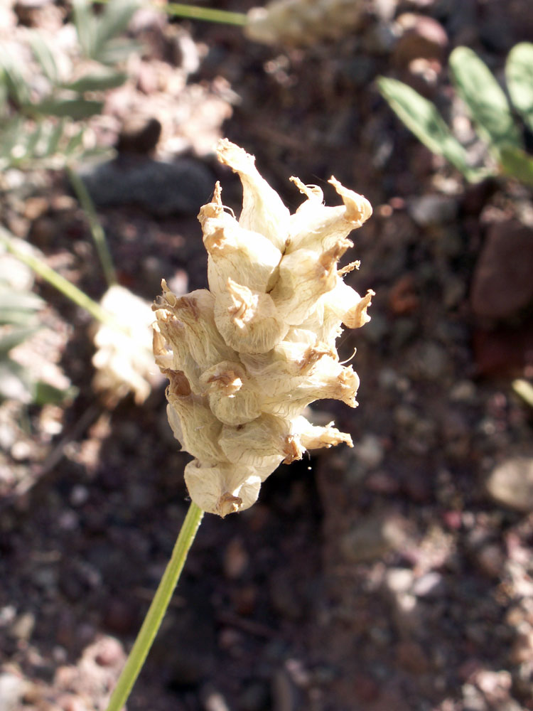 Изображение особи Astragalus schrenkianus.