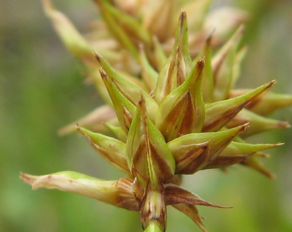 Изображение особи Carex spicata.