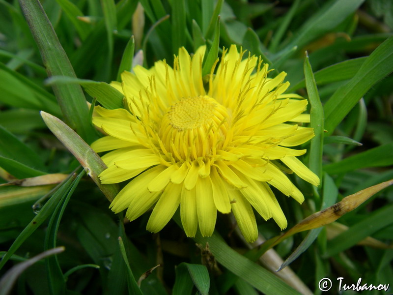 Изображение особи Taraxacum officinale.