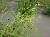 Leersia oryzoides. Верхушки побегов с соцветиями. Краснодарский край, окр. г. Крымск, берег р. Адагум. 01.09.2013.