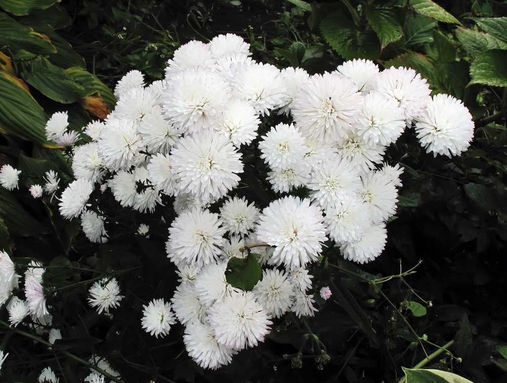 Image of genus Symphyotrichum specimen.