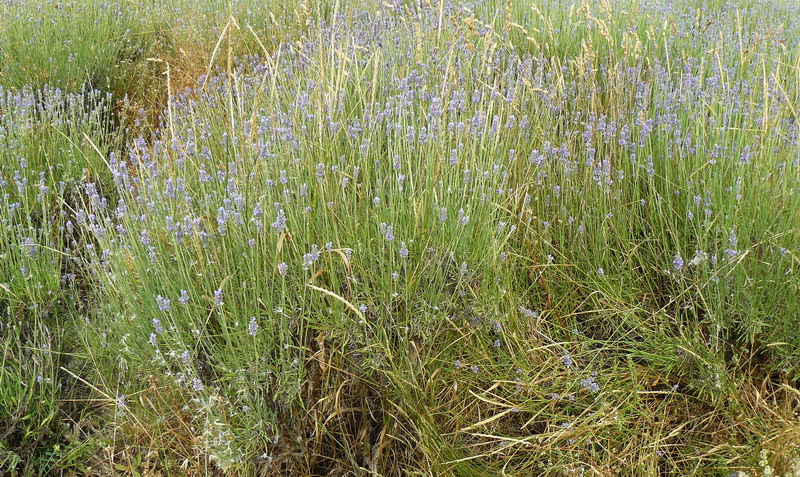 Изображение особи Lavandula angustifolia.