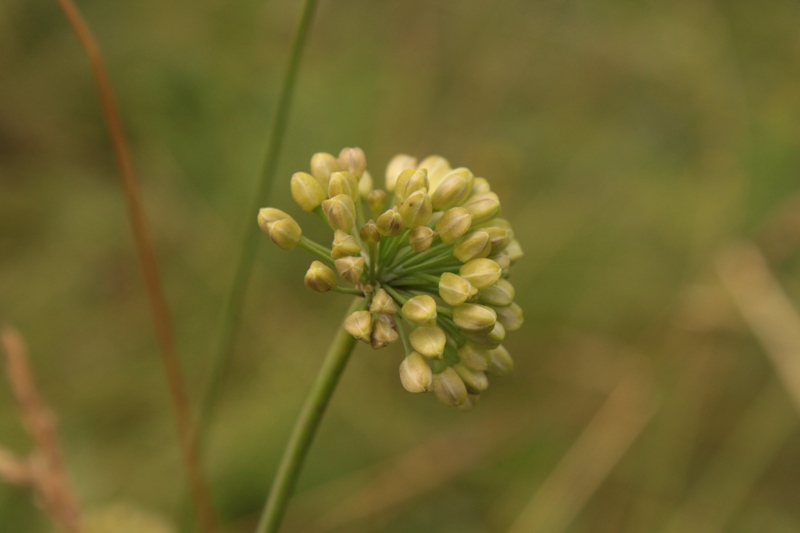 Image of Allium stellerianum specimen.