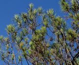 Pinus pinea. Ветви в верхней части кроны. Германия, г. Дюссельдорф, Ботанический сад университета. 04.09.2013.