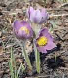 Pulsatilla patens. Цветущее растение. Иркутская обл., Иркутский р-н, долина р. Иркут. 06.05.2013.