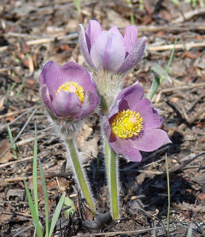 Изображение особи Pulsatilla patens.