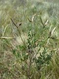 Astragalus temirensis