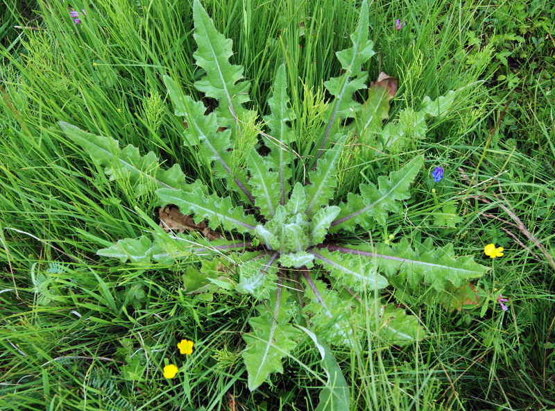 Изображение особи Cirsium esculentum.