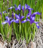 Iris ruthenica