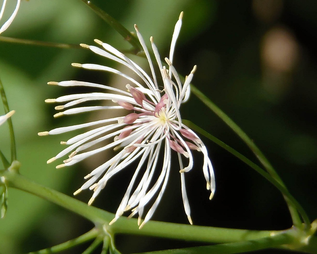 Image of Thalictrum aquilegiifolium specimen.