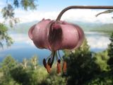 Lilium pilosiusculum. Цветок. Восточный Казахстан, Южный Алтай, р-н Маркакольского зап-ка. 30 июня 2012 г.