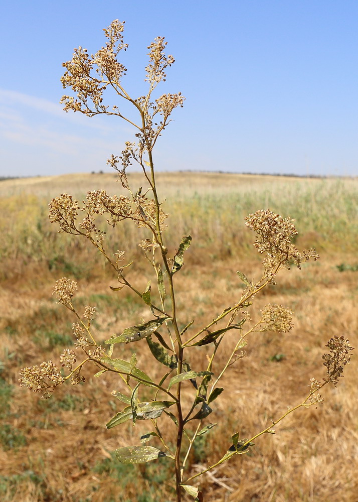 Изображение особи Lepidium latifolium.