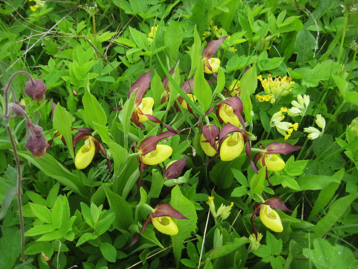 Image of Cypripedium calceolus specimen.