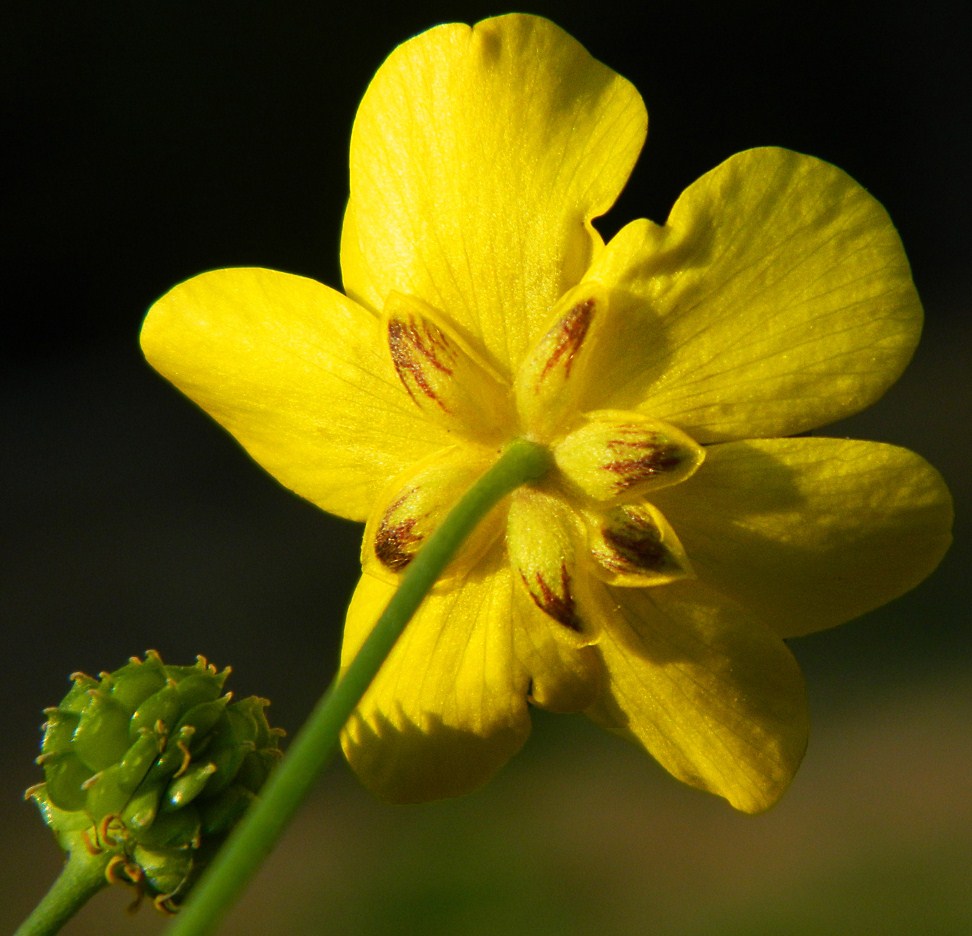 Изображение особи род Ranunculus.