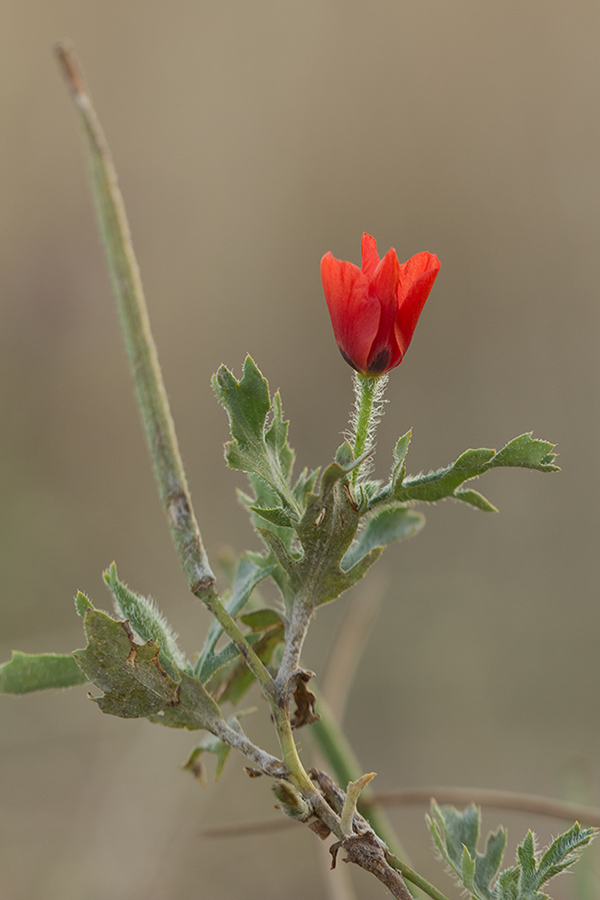 Image of Glaucium corniculatum specimen.