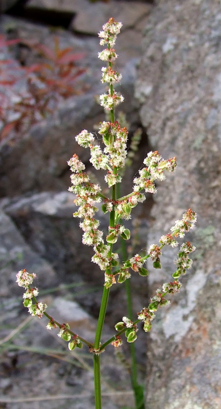 Изображение особи Rumex acetosa.