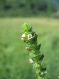 Euphrasia pectinata