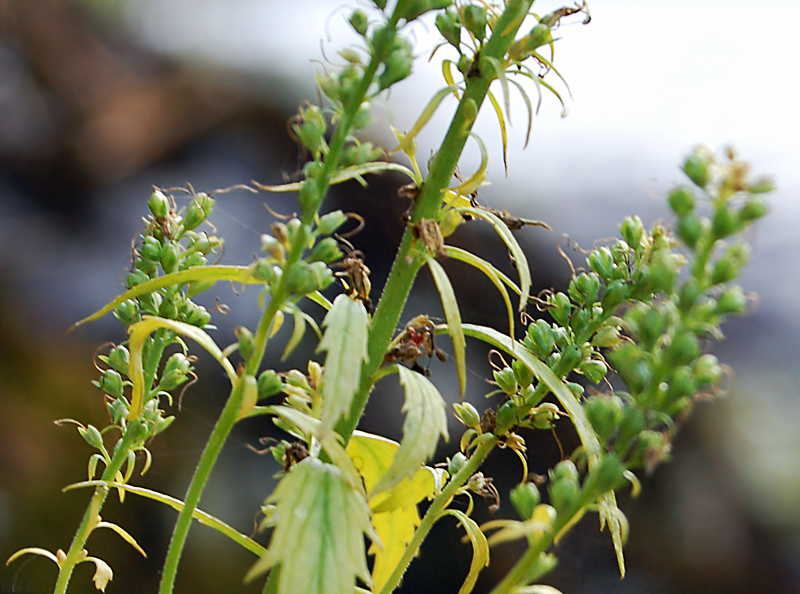 Image of Veronica longifolia specimen.