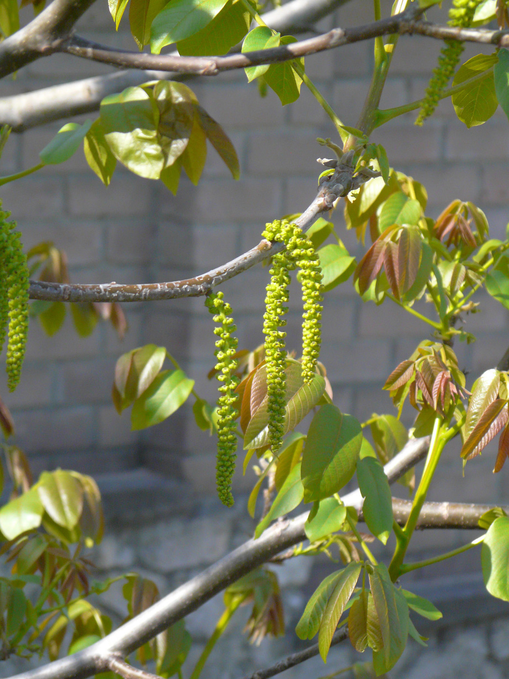 Image of Juglans regia specimen.