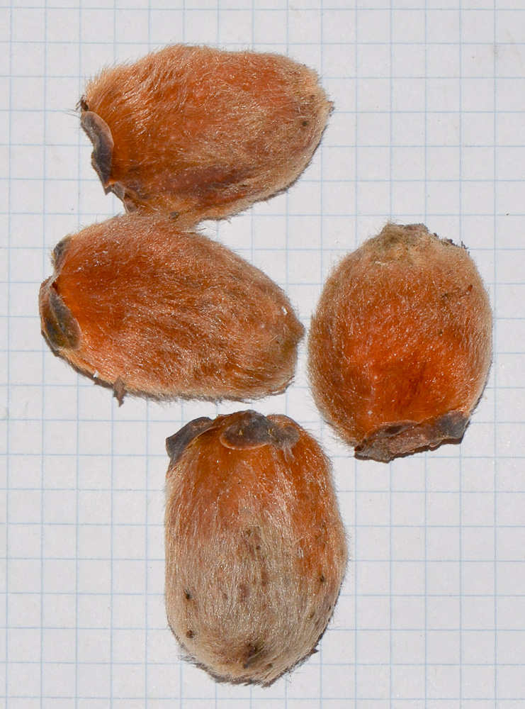 Image of Ficus saussureana specimen.