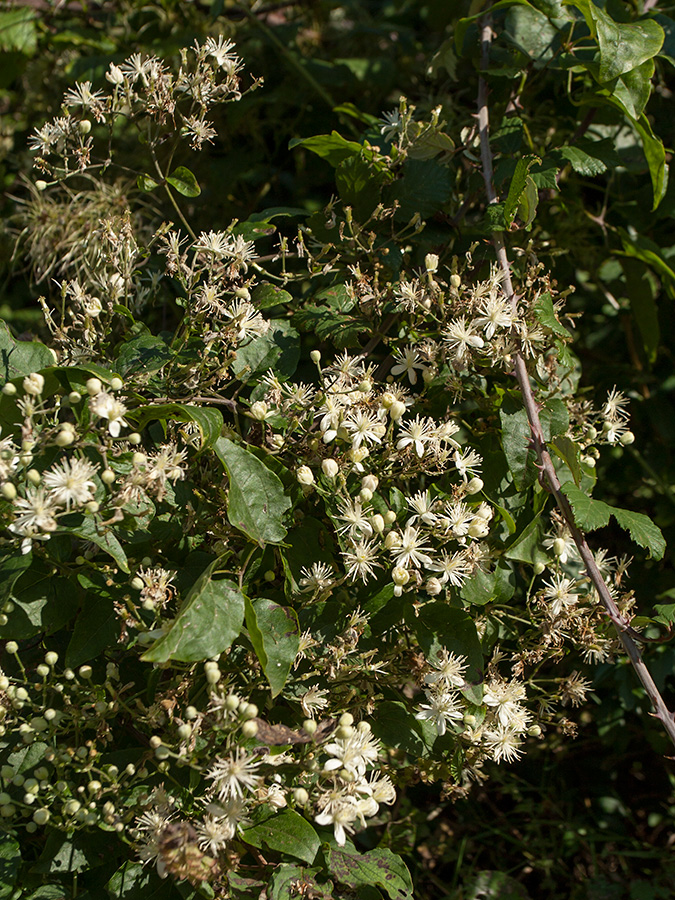 Image of Clematis vitalba specimen.