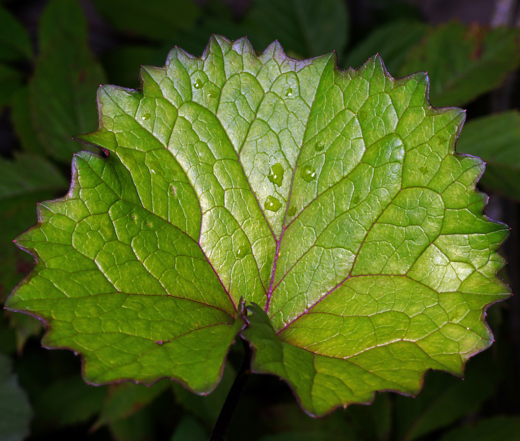 Image of Ligularia dentata specimen.