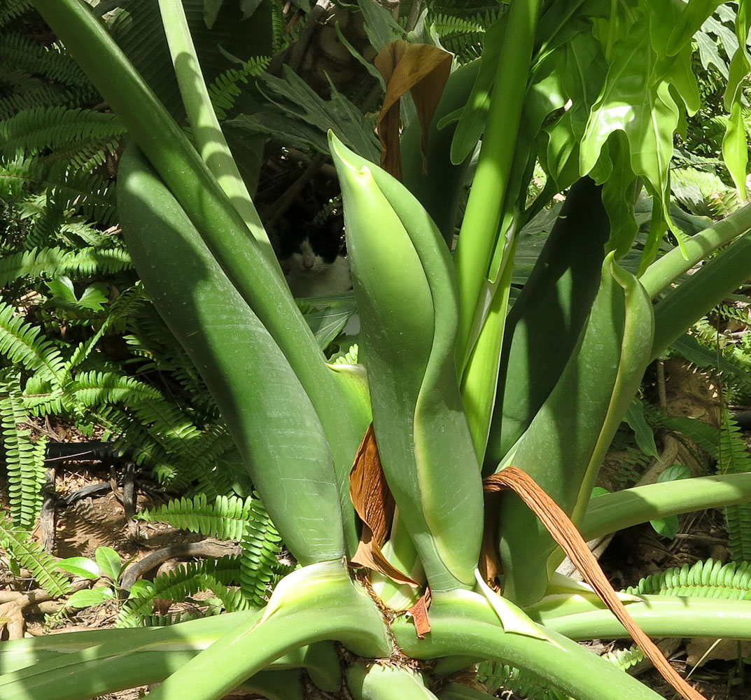 Image of Philodendron bipinnatifidum specimen.