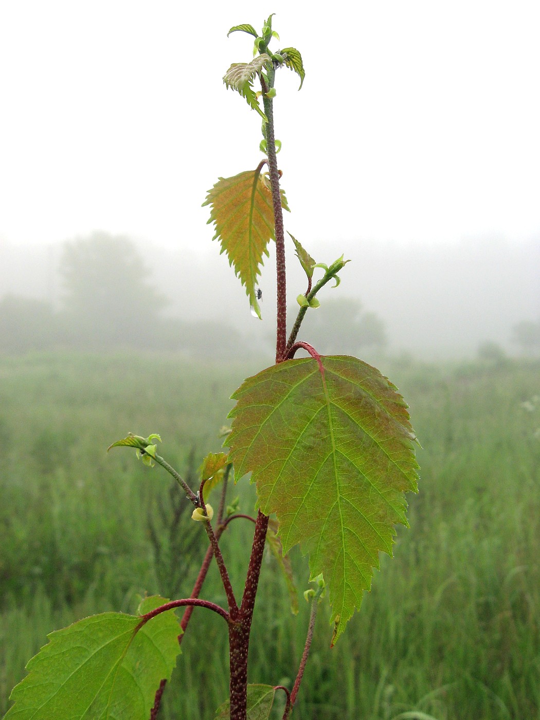 Image of Betula pendula specimen.