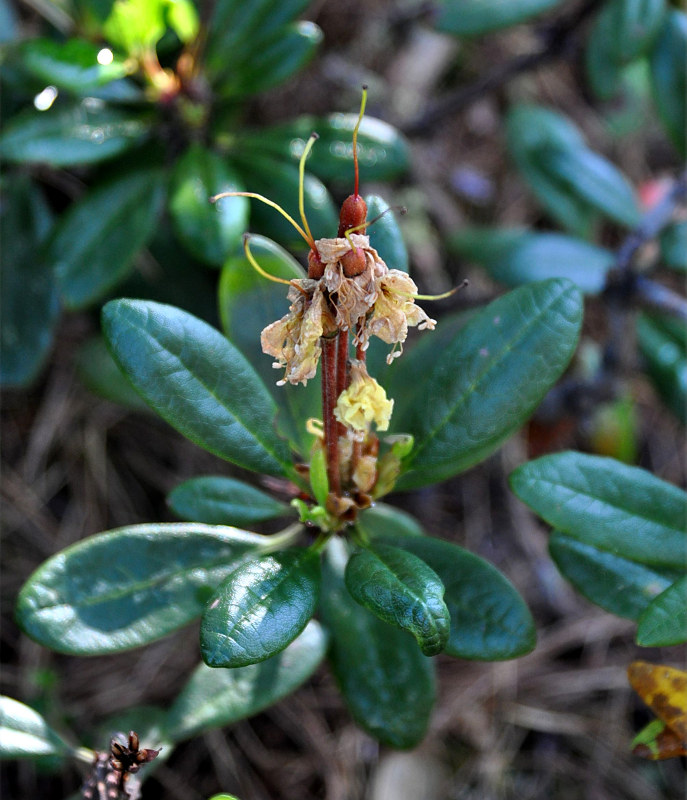 Image of Rhododendron aureum specimen.