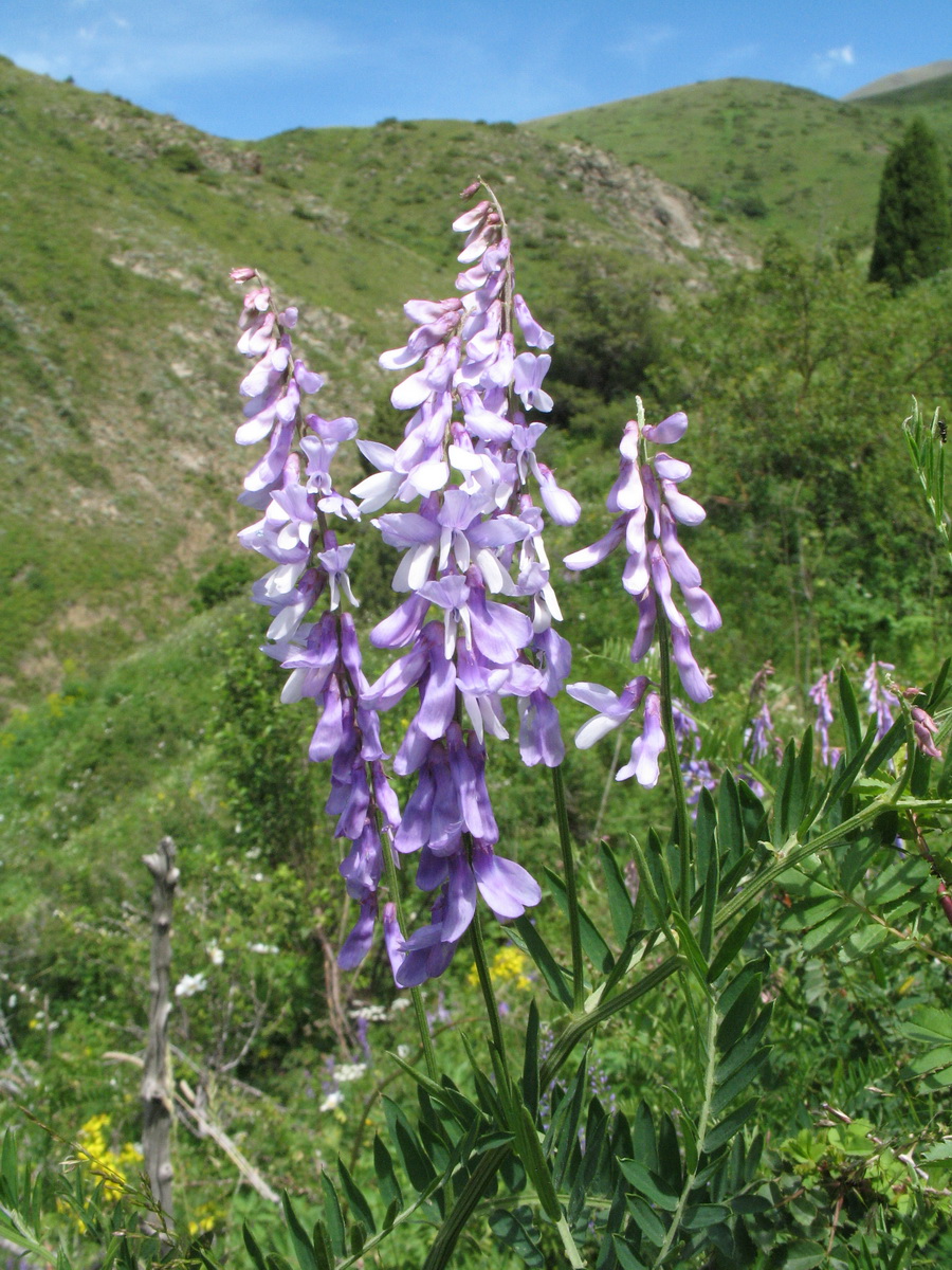 Image of Vicia tenuifolia specimen.