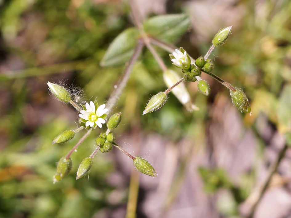 Изображение особи Cerastium holosteoides.