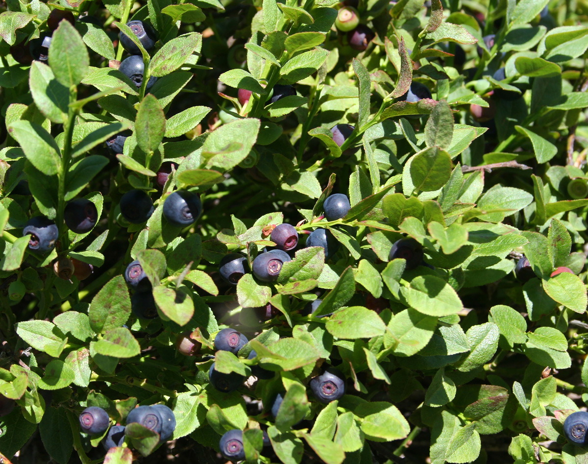 Image of Vaccinium myrtillus specimen.