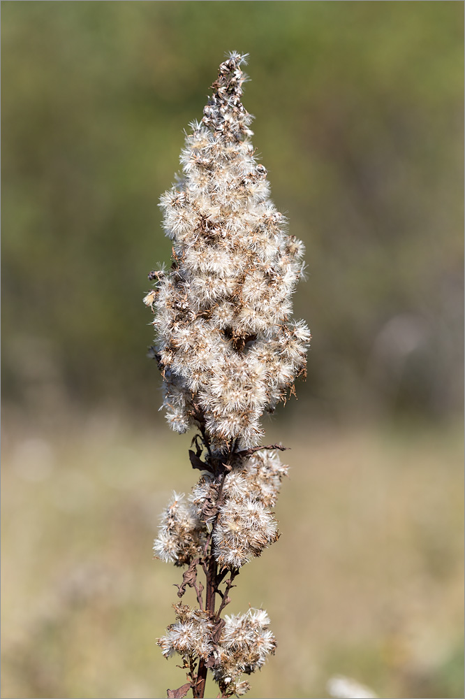 Изображение особи Solidago virgaurea.