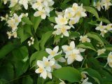 Philadelphus coronarius