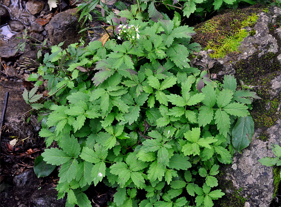 Image of Cardamine macrophylla specimen.