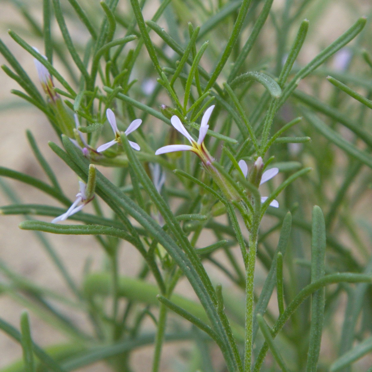 Изображение особи Leptaleum filifolium.