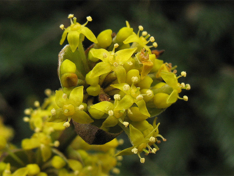 Image of Cornus mas specimen.