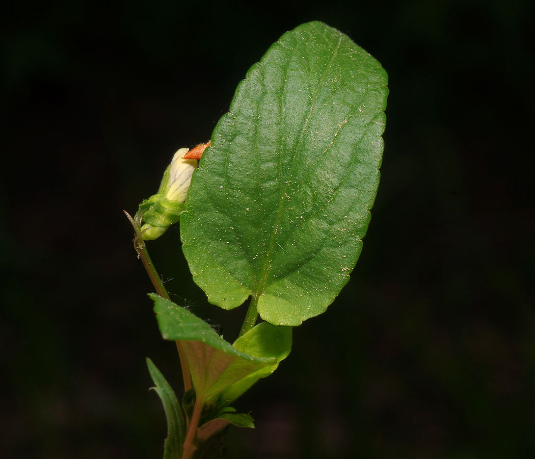 Image of Viola canina specimen.