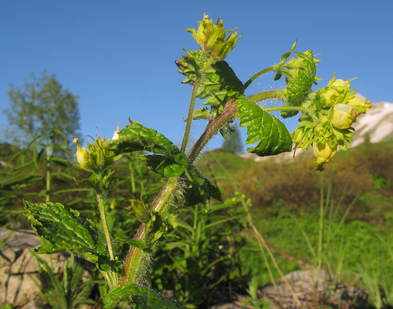 Image of Scrophularia chrysantha specimen.