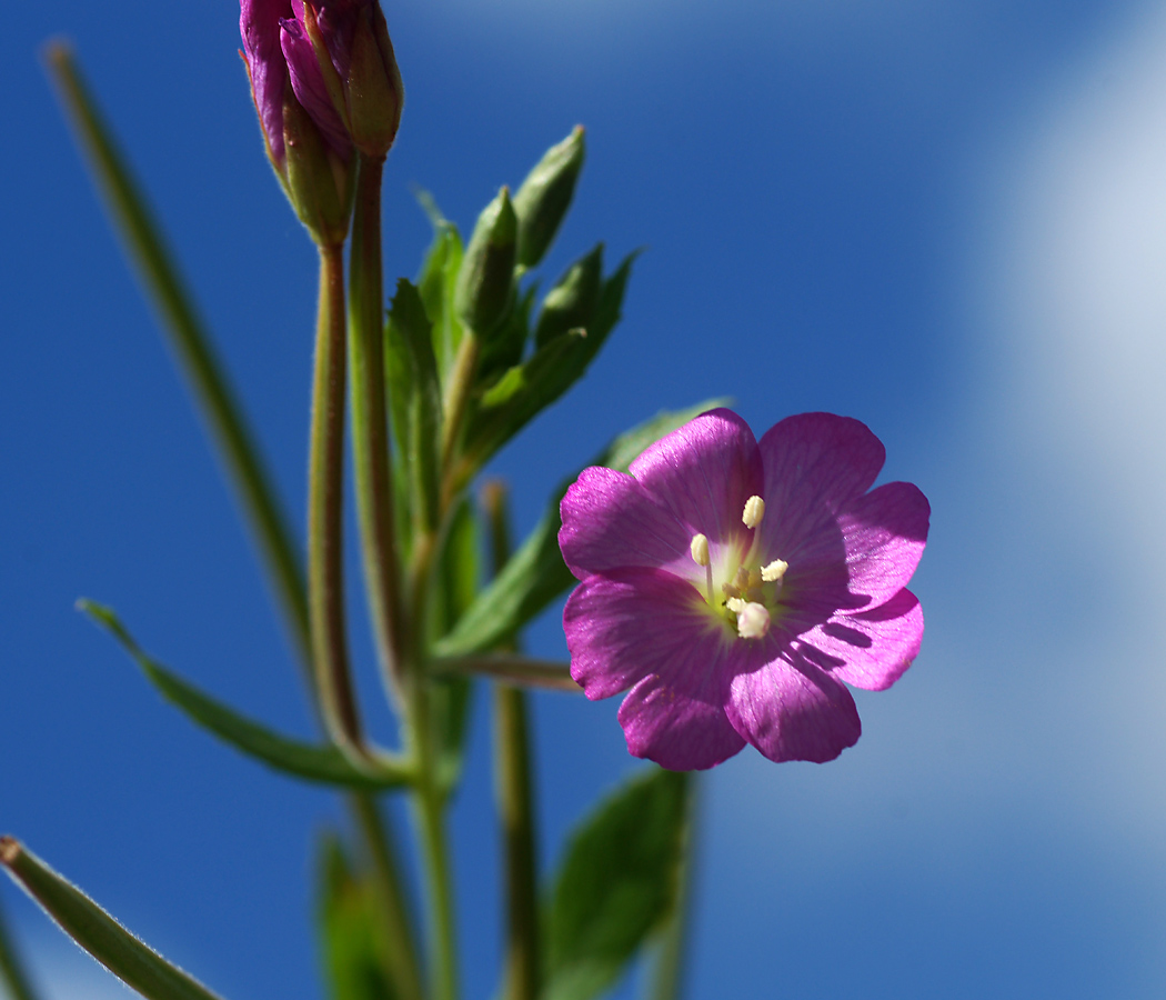 Image of Epilobium hirsutum specimen.