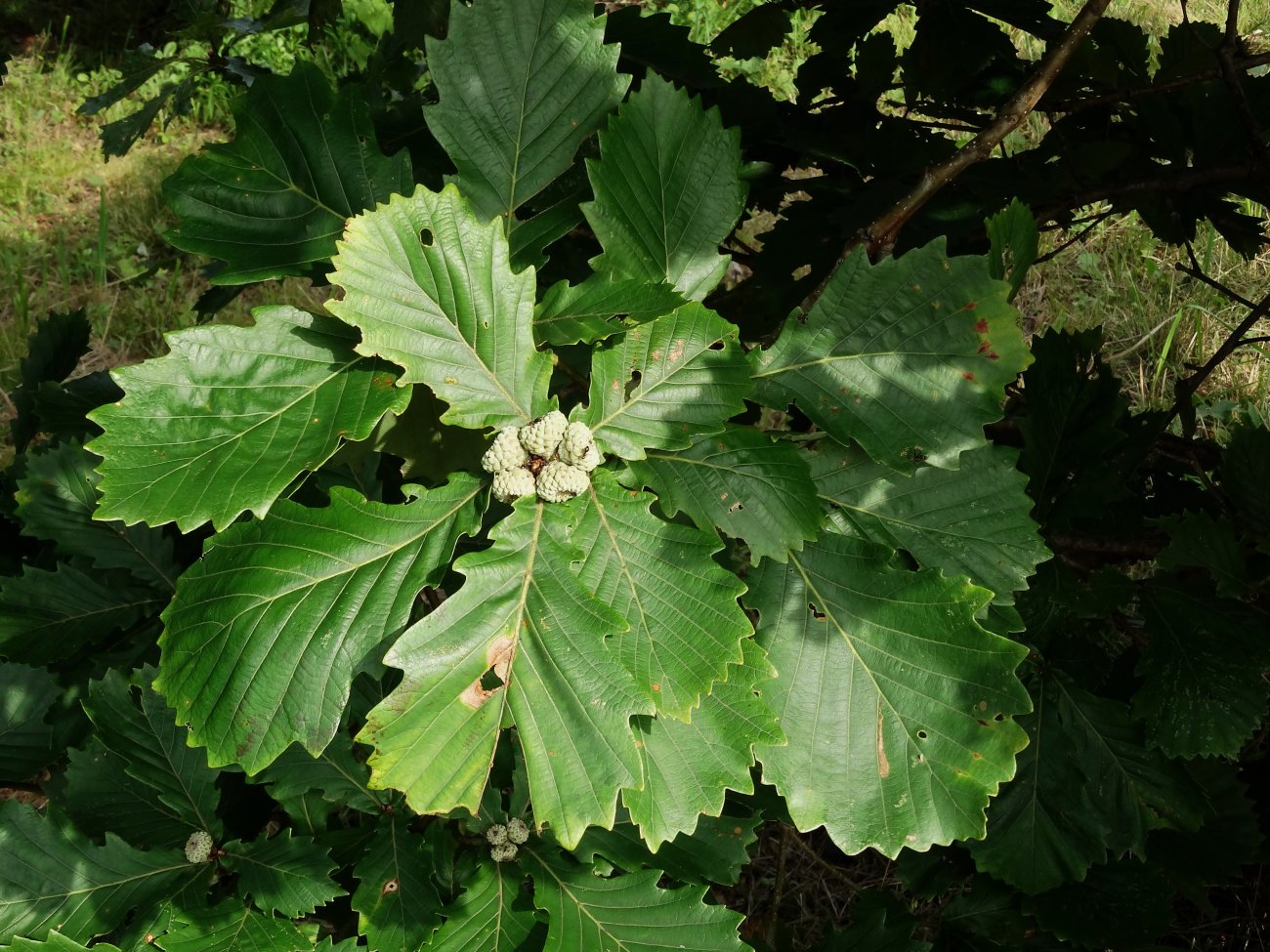 Image of Quercus mongolica specimen.